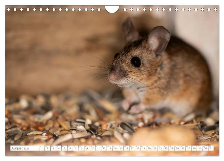 Produktbild: Die Maus im Vogelhaus (Wandkalender 2026 DIN A4 quer), CALVENDO Monatskalender
