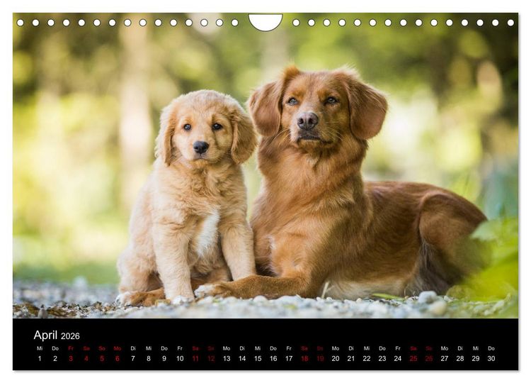 Produktbild: Toller - Nova Scotia Duck Tolling Retriever (Wandkalender 2026 DIN A4 quer), CALVENDO Monatskalender