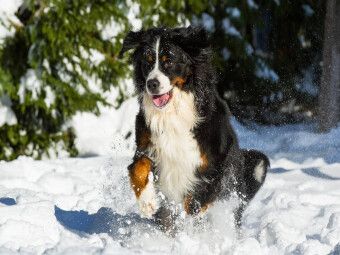 Produktbild: CALVENDO Puzzle Berner Sennenhund im Schnee | 1000 Teile Lege-Gr&ouml;&szlig;e 64x48cm Foto-Puzzle f&uuml;r gl&uuml;ckliche Stunden
