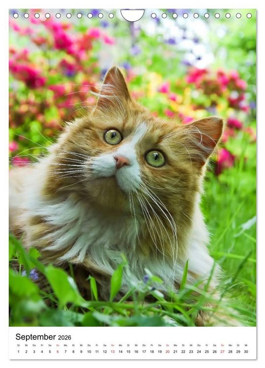 Produktbild: COUNTRY CATS (Wandkalender 2026 DIN A4 hoch), CALVENDO Monatskalender