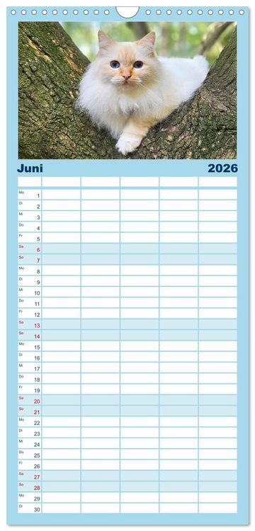Produktbild: Familienplaner 2026 - Heilige Birma Katzen Kalender mit 5 Spalten (Wandkalender, 21 x 45 cm) CALVENDO