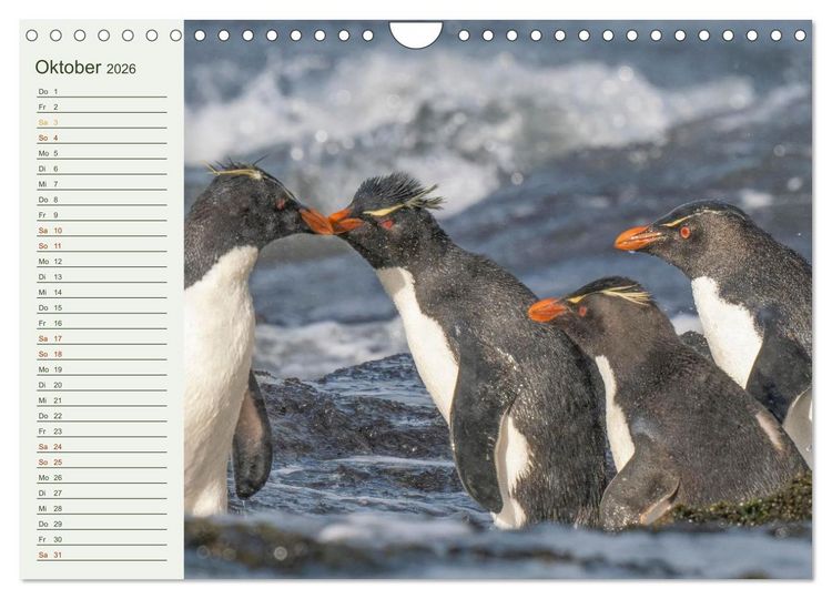 Produktbild: Unter Pinguinen (Wandkalender 2026 DIN A4 quer), CALVENDO Monatskalender