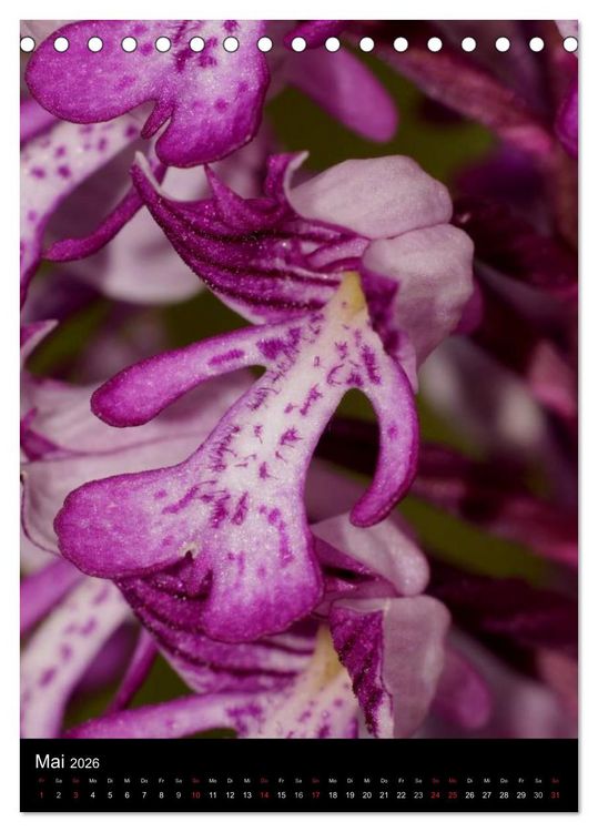 Produktbild: Wildwachsende Orchideen in Deutschland (Tischkalender 2026 DIN A5 hoch), CALVENDO Monatskalender