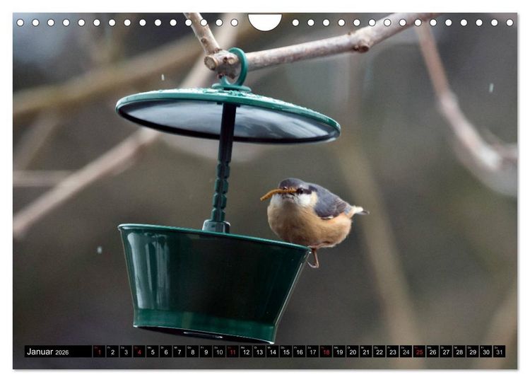 Produktbild: Gartenv&ouml;gel (Wandkalender 2026 DIN A4 quer), CALVENDO Monatskalender