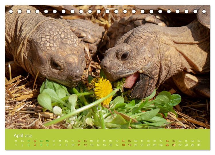 Produktbild: Meine Schildkr&ouml;ten (Tischkalender 2026 DIN A5 quer), CALVENDO Monatskalender