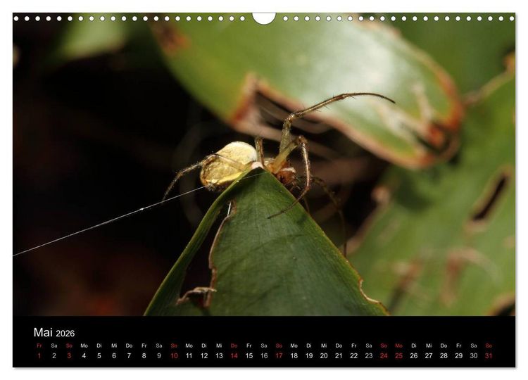 Produktbild: Unsere Spinnen - im Gespr&auml;ch (Wandkalender 2026 DIN A3 quer), CALVENDO Monatskalender