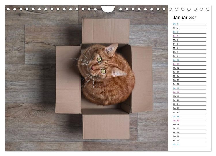 Produktbild: Karton Katzen (Wandkalender 2026 DIN A4 quer), CALVENDO Monatskalender