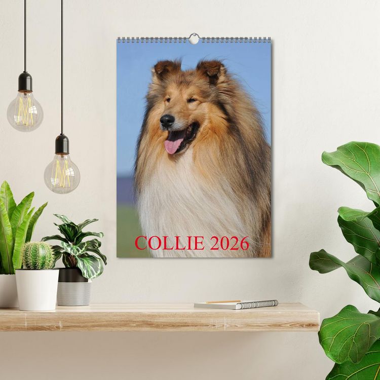 Produktbild: Collie 2026 (Wandkalender 2026 DIN A3 hoch), CALVENDO Monatskalender