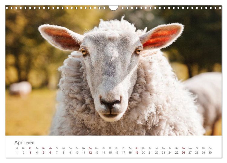 Produktbild: Schafe - Weich und wollig (Wandkalender 2026 DIN A3 quer), CALVENDO Monatskalender