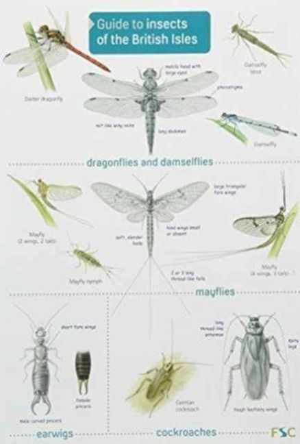 Produktbild: Guide to Insects of the British Isles