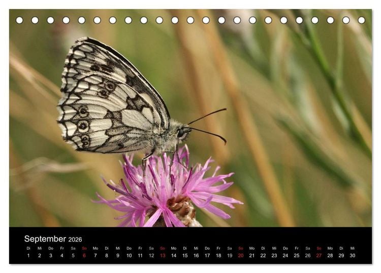 Produktbild: Heimische Schmetterlinge (Tischkalender 2026 DIN A5 quer), CALVENDO Monatskalender