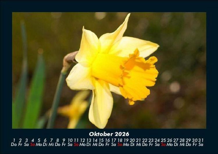 Produktbild: Blumenzauber 2026 Fotokalender DIN A5