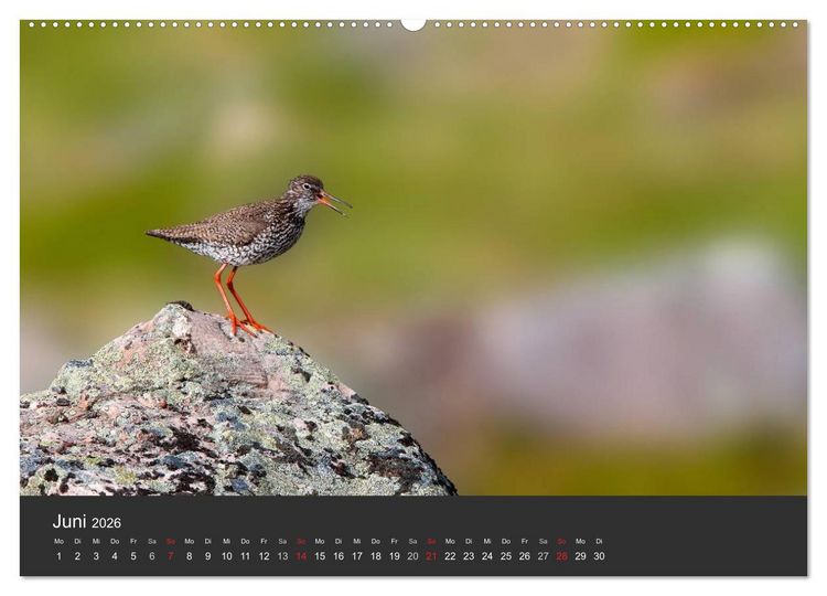 Produktbild: V&ouml;gel im Norden Europas (hochwertiger Premium Wandkalender 2026 DIN A2 quer), Kunstdruck in Hochglanz