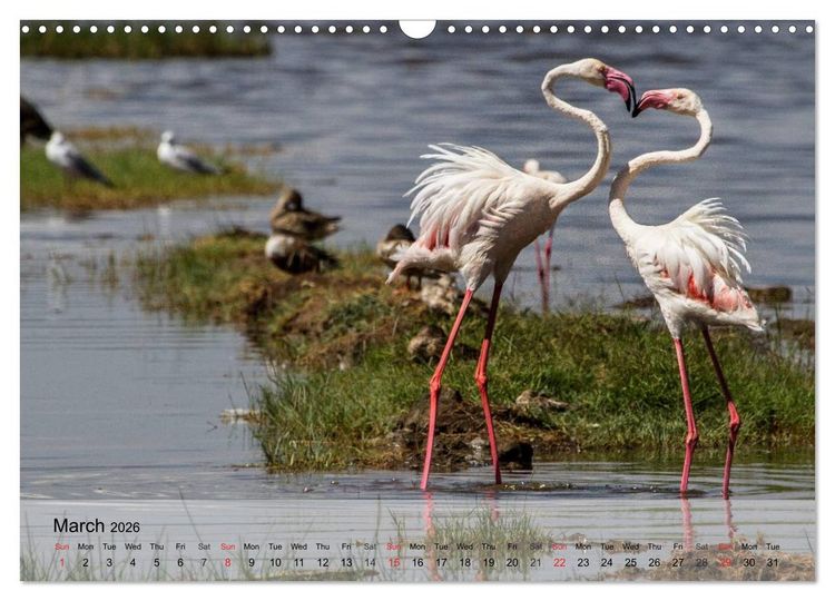 Produktbild: Flamingos Think pink (Wall Calendar 2026 DIN A3 landscape), CALVENDO 12 Month Wall Calendar