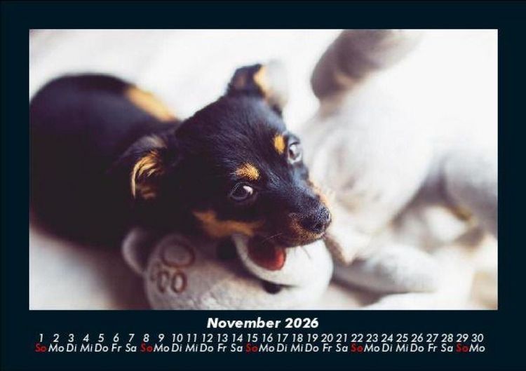 Produktbild: Welpen 2026 Fotokalender DIN A5