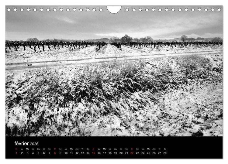 Produktbild: VIGNES DU SUD terroirs d'AOC (Calendrier mural 2026 DIN A4 vertical), CALVENDO calendrier mensuel