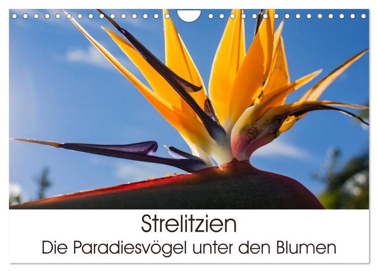 Produktbild: Strelitzien - die Paradiesv&ouml;gel unter den Blumen (Wandkalender 2026 DIN A4 quer), CALVENDO Monatskalender
