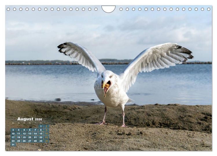Produktbild: M&ouml;wen frech und witzig (Wandkalender 2026 DIN A4 quer), CALVENDO Monatskalender