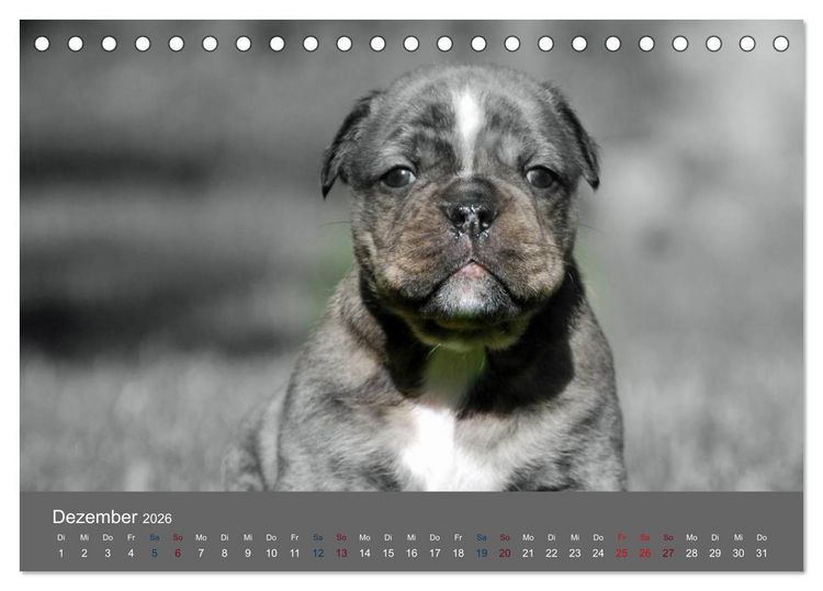 Produktbild: Bulldoggen-Zwerge (Tischkalender 2026 DIN A5 quer), CALVENDO Monatskalender