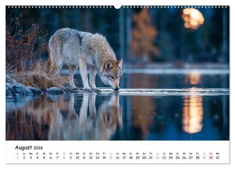 Produktbild: W&ouml;lfe im Mondlicht - Ruf der Wildnis (Wandkalender 2026 DIN A2 quer), CALVENDO Monatskalender