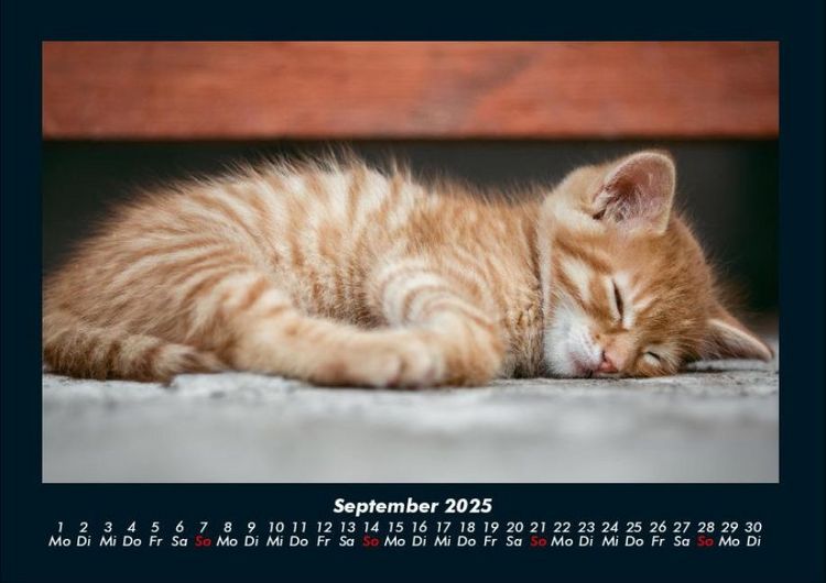 Produktbild: F&uuml;r Katzenfreunde 2025 Fotokalender DIN A4