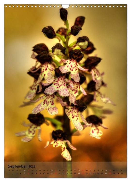 Produktbild: Juwelen der Natur - Ein Orchideensommer (Wandkalender 2026 DIN A3 hoch), CALVENDO Monatskalender