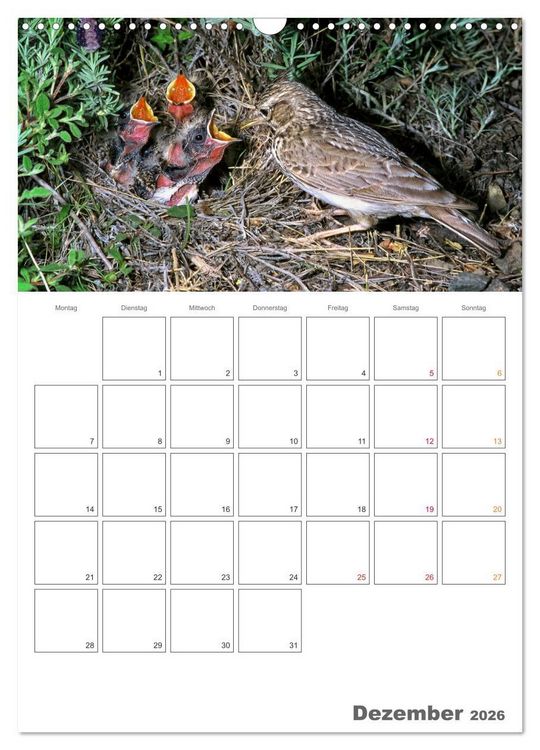 Produktbild: Sperlingsv&ouml;gel an der Schwelle zum Leben (Wandkalender 2026 DIN A3 hoch), CALVENDO Monatskalender