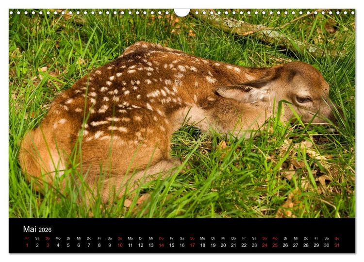Produktbild: Der Rothirsch, K&ouml;nig der W&auml;lder (Wandkalender 2026 DIN A3 quer), CALVENDO Monatskalender