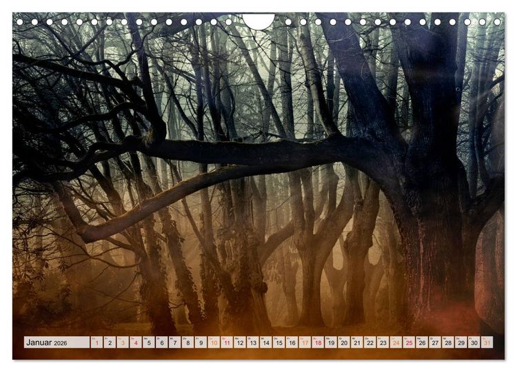 Produktbild: Wald - mystische Spazierg&auml;nge (Wandkalender 2026 DIN A4 quer), CALVENDO Monatskalender