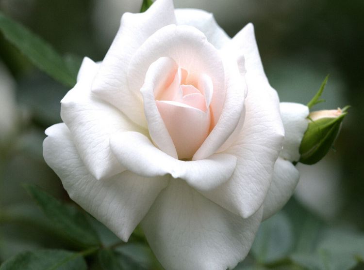 Produktbild: CALVENDO Puzzle Rose 'Gru&szlig; an Aachen' | 2000 Teile Lege-Gr&ouml;&szlig;e 90x67cm Foto-Puzzle f&uuml;r gl&uuml;ckliche Stunden