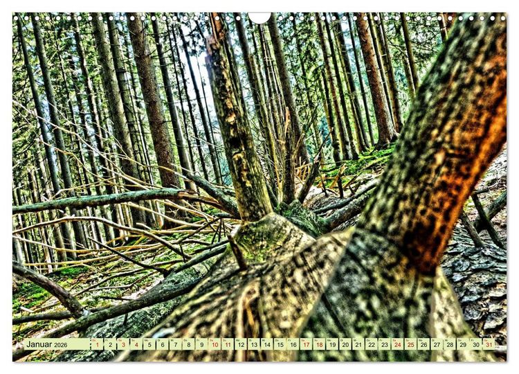 Produktbild: Verwunschene Waldtr&auml;ume: Ein Kalender voller Magie (Wandkalender 2026 DIN A3 quer), CALVENDO Monatskalender