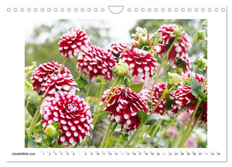Produktbild: Mes dahlias ador&eacute;s (Calendrier mural 2026 DIN A4 vertical), CALVENDO calendrier mensuel