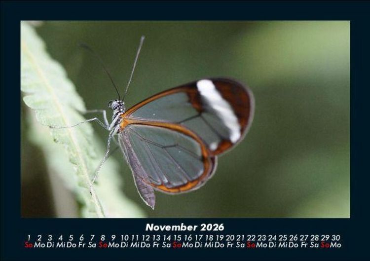 Produktbild: Bunte Pracht der Schmetterlinge 2026 Fotokalender DIN A5