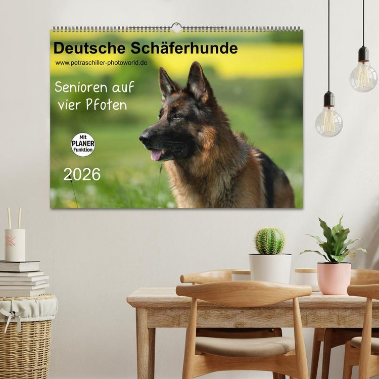 Produktbild: Deutsche Sch&auml;ferhunde - Senioren auf vier Pfoten (Wandkalender 2026 DIN A2 quer), CALVENDO Monatskalender