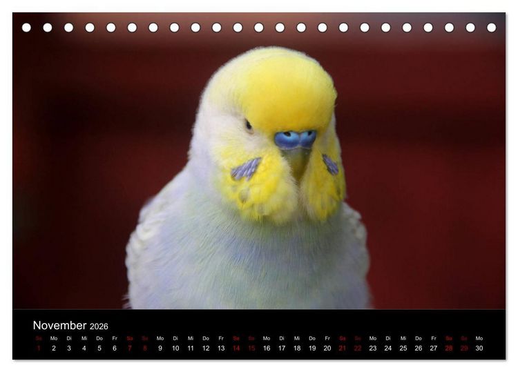 Produktbild: Wellensittichtr&auml;ume - Der neue Wellensittich-Naturkalender (Tischkalender 2026 DIN A5 quer), CALVENDO Monatskalender