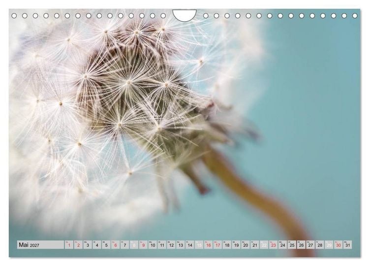 Produktbild: PusteblumenZauber (Wandkalender 2027 DIN A4 quer), CALVENDO Monatskalender