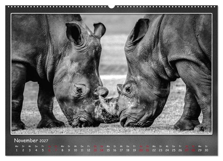 Produktbild: Tieren ins Gesicht geschaut (Wandkalender 2027 DIN A2 quer), CALVENDO Monatskalender