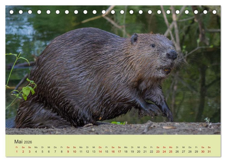 Produktbild: Faszination Biber (Tischkalender 2026 DIN A5 quer), CALVENDO Monatskalender