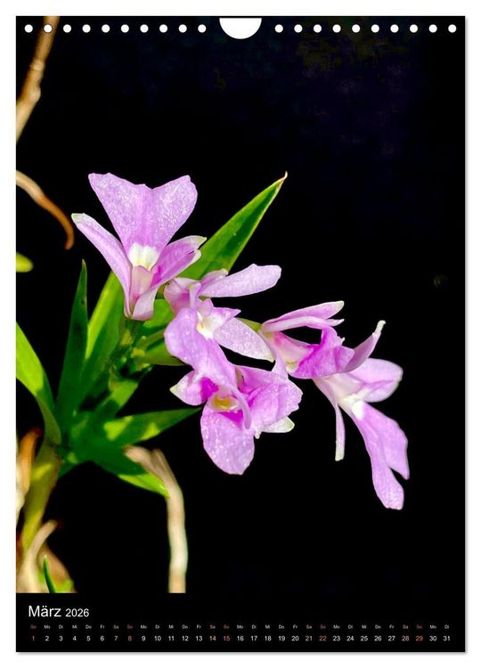 Produktbild: Orchideen - Exoten im Wohnzimmer (Wandkalender 2026 DIN A4 hoch), CALVENDO Monatskalender