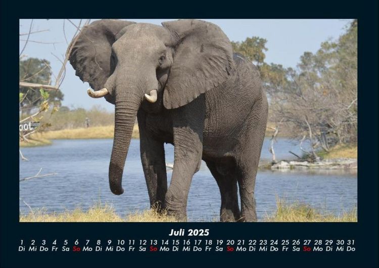Produktbild: Der Elefantenkalender 2025 Fotokalender DIN A4