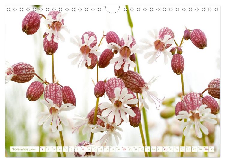 Produktbild: Wundersch&ouml;ne Wildblumen (Wandkalender 2026 DIN A4 quer), CALVENDO Monatskalender