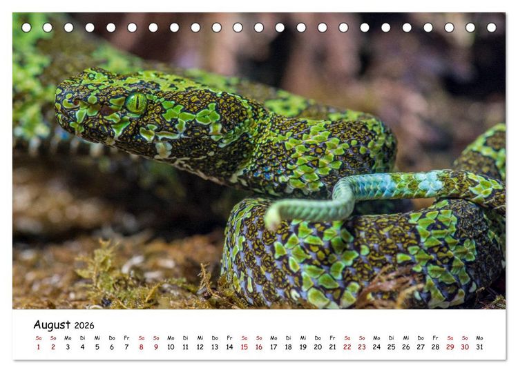 Produktbild: Mythos Schlangen (Tischkalender 2026 DIN A5 quer), CALVENDO Monatskalender