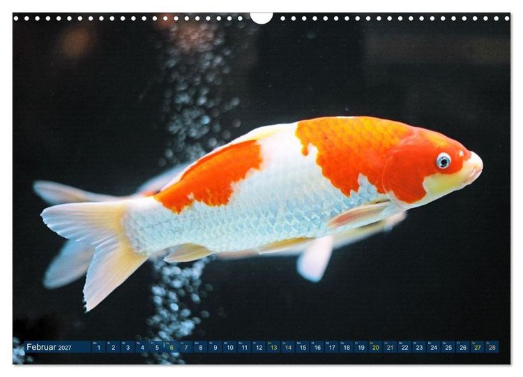 Produktbild: Koi: Juwelen im Teich (Wandkalender 2027 DIN A3 quer), CALVENDO Monatskalender