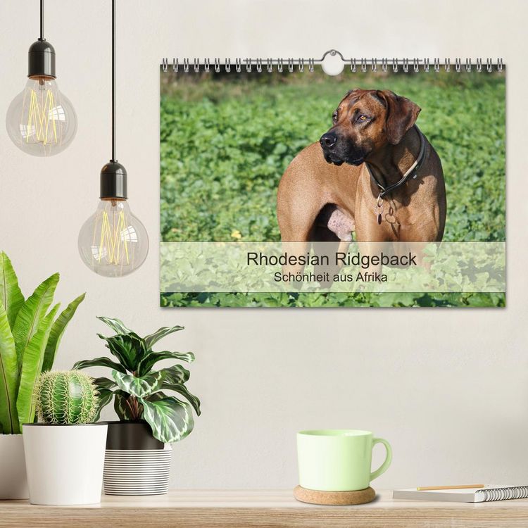 Produktbild: Rhodesian Ridgeback Sch&ouml;nheit aus Afrika (Wandkalender 2026 DIN A4 quer), CALVENDO Monatskalender