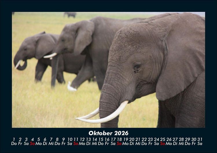 Produktbild: Elefanten - Die sanften Riesen Afrikas 2026 Fotokalender DIN A5