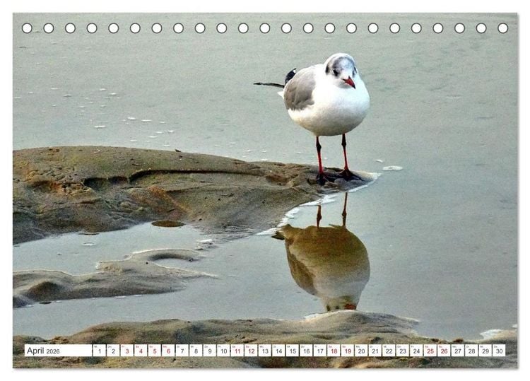 Produktbild: Lachm&ouml;wen an der Ostsee (Tischkalender 2026 DIN A5 quer), CALVENDO Monatskalender