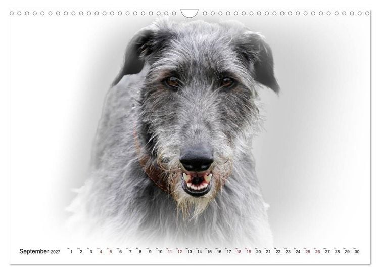 Produktbild: Windhund Portrait 2027 White Edition (Wandkalender 2027 DIN A3 quer), CALVENDO Monatskalender