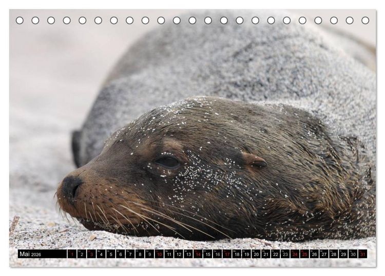 Produktbild: Galapagos Archipel- Faszination Tierwelt (Tischkalender 2026 DIN A5 quer), CALVENDO Monatskalender