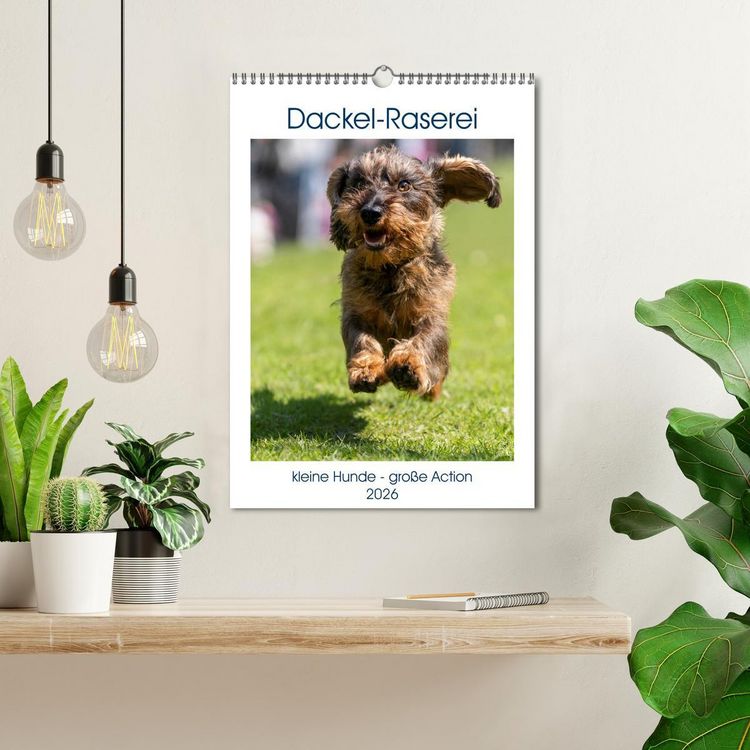Produktbild: Dackel-Raserei (Wandkalender 2026 DIN A3 hoch), CALVENDO Monatskalender