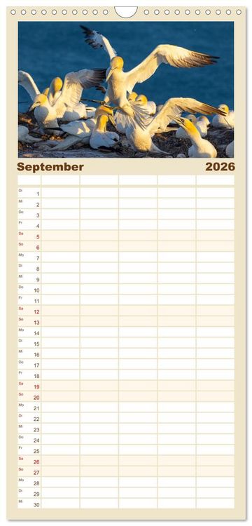 Produktbild: Familienplaner 2026 - Basst&ouml;lpel - Helgolands faszinierende V&ouml;gel mit 5 Spalten (Wandkalender, 21 x 45 cm) CALVENDO
